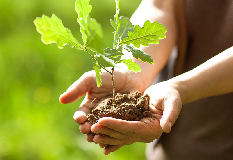 oak tree planting